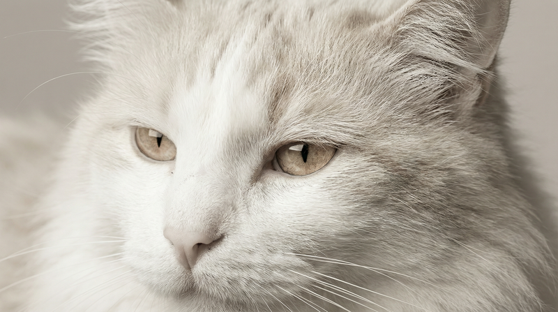 Soins Yeux & Oreilles Chat