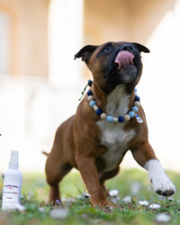 Box Anti-Parasites Chiot — Spray Vasko + Collier