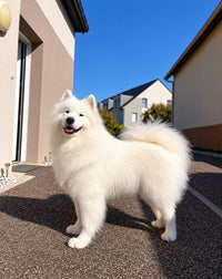 Hundeshampoo für weisses Fell gegen Gelbstich
