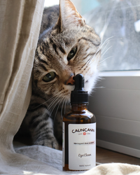 Lotion oculaire naturelle bleuet & camomille chat