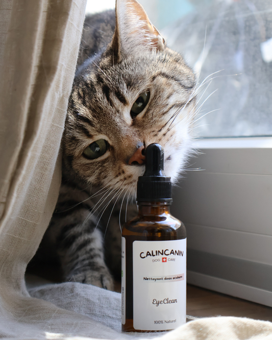 Lotion oculaire naturelle bleuet & camomille chat