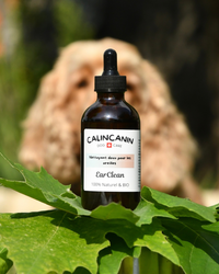 Soin auriculaire naturel chien