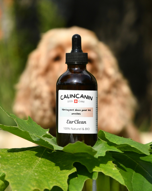 Soin auriculaire naturel chien