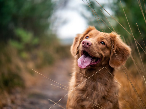 Univers Hund du magazine Calin-Canin